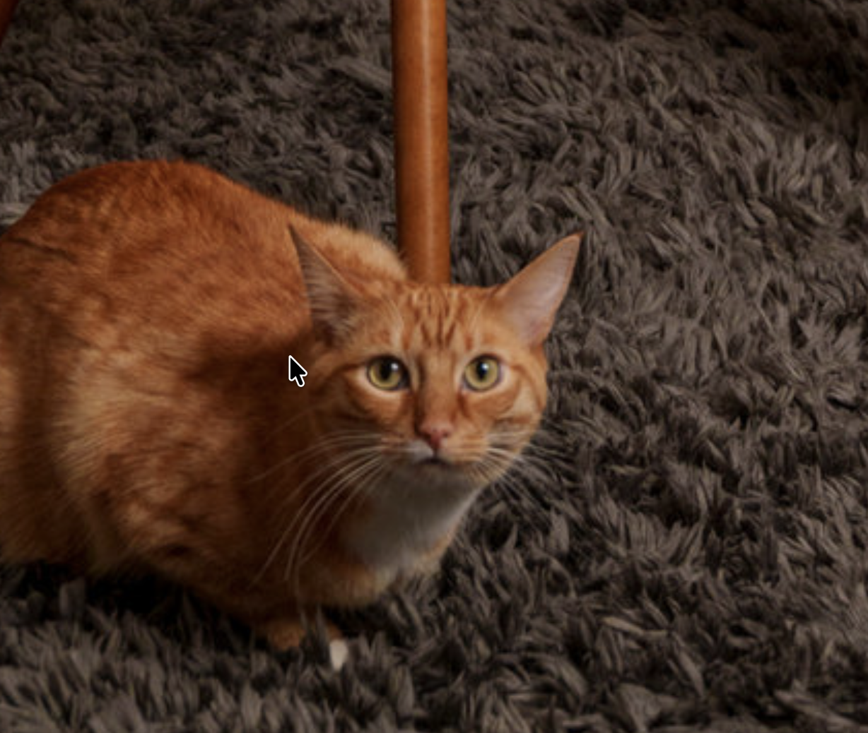 Charlie, therapy cat